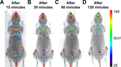 Figure S4 18F-nGO was injected intravenously into the female mice and images monitored at different times.Note: PET images of tumor-bearing mice at (A) 15, (B) 30, (C) 60, and (D) 120 min after intravenous injection. No signal was observed in tumor cells under in vivo conditions.Abbreviation: SUV, standardized uptake value.