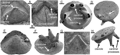 Figure 5. Hyolith opercula, Cambrian Series 2 (Stage 4), North Greenland. A, PMU 22963, Buen Formation, internal surface of hyolithid operculum showing cardinal processes and clavicles. B, PMU 22969, Buen Formation, external surface of hyolithid Kalaallitia myliuserichseni Peel & Willman, Citation2018 showing cardinal and conical shields. C, Conotheca? sp., PMU 36944, Aftenstjernesø Formation. showing internal surface with cardinal processes and clavicles set in clavicular ridge. D, H, Conotheca laurentiensis Landing & Bartowski, Citation1996, PMU 36952, Aftenstjernesø Formation, oblique views showing flat external surface with protoconch (arrow in D), and clavicle and cardinal processes (H). E, Parkula bounites Bengtson in Bengtson et al., Citation1990, PMU 36931, Aftenstjernesø Formation, external surface. F, Conotheca? sp., PMU 36947, Aftenstjernesø Formation, showing internal surface with cardinal processes and clavicles set in clavicular ridge. G, PMU 22968, Buen Formation, internal surface of hyolithid Kalaallitia myliuserichseni. Scale bars: 100 µm (C–F, H), 1 mm (A, B, G).