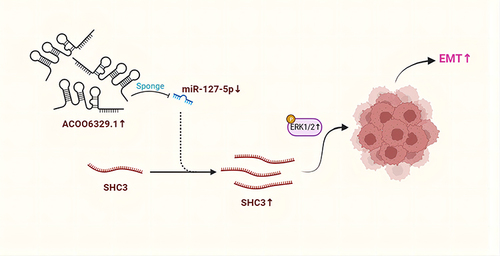 Figure 8 A simple pattern of targeted regulation of miR-127-5p/SHC3/ERK axis by AC006329.1 to promote the occurrence and development of HCC.