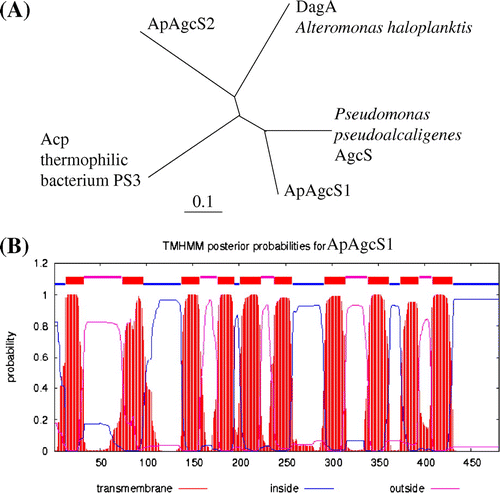 Fig. 1. Phylogenetic tree and TM topological model of AGCS family proteins.Notes: (A) Phylogenetic tree of ApAgcS1, ApAgcS2, Acp from thermophilic bacterium PS3, Pseudomonas AgcS, and DagA from A. haloplanktis. The tree was constructed from alignments of full-length amino acid sequences using the Clustal W and TreeView programs. (B) TM topology model of ApAgcS1. TM topology model of ApAgcS1 was calculated by an algorithm TMHMM.