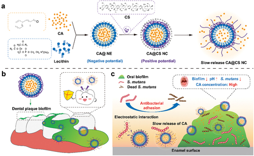 Scheme 1. (a) CA@CS NC has a positively potential surface and continuously releases CA. (b) CA@CS NC can inhibit dental plaque to protect teeth. (c) At the same time, it can adsorb S. mutans through electrostatic interaction and slowly release CA, thereby inhibiting bacterial growth, acid production, biofilm formation and other risk factors leading to dental caries.