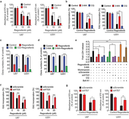 Figure 3. Regorafenib inhibits GBM cell growth by promoting autophagosome accumulation. (a) The MTT assay of GBM cells treated with indicated concentrations of regorafenib in the presence or absence of 5 μM CQ (chloroquine) for 24 h. (b) EdU assay of GBM cells treated with or without 5 mM 3-MA, or 5 μM CQ in the presence or absence of 20 μM regorafenib for 24 h. (c) Quantification of clone numbers of GBM cells treated with or without 5 μM CQ, in the presence or absence of 20 μM regorafenib for 24 h. (d) Quantification of clone numbers of GBM cells treated with or without 5 mM 3-MA, in the presence or absence of 20 μM regorafenib for 72 h. (e) LDH release in the supernatant of U87 cells treated with or without 20 μM regorafenib in the presence or absence of siATG5, 5 μM CQ, 100 nM Baf-A1, 5 mM 3-MA, or 200 nM wortmannin for 24 h. (f) EdU assay of GBM cells transfected with siScramble, or siATG5 for 24 h, followed by treatment with or without 20 μM regorafenib for another 24 h. (g) The MTT assay of GBM cells transfected with siScramble or siATG7 for 24 h, followed by treatment with or without 20 μM regorafenib for another 24 h. Data are means ± s.d. and are representative of 3 independent experiments. *P < 0.05, **P < 0.01; ***P < 0.001.