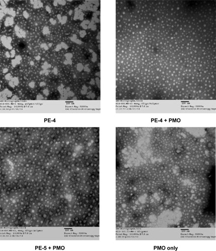 Figure 7 Negatively stained transmission electron micrographs of PE (5 µg) with and without PMO (5 µg) complexes and PMO only (scale bar, 100 nm).Abbreviations: PE, polyelectrolyte; PMO, phosphorodiamidate morpholino oligomer.