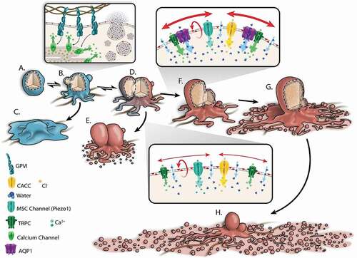 Figure 2. Water entry via aquaporin-1 mediates a stretch-induced amplification of calcium entry and the full procoagulant response of collagen-activated adherent platelets. Upon contact with sub-endothelial collagen, subpopulation of quiescent platelets (a) signal via glycoprotein receptor VI and integrin α2β1 to cause a rise in cytosolic calcium and the formation of non-procoaguant, conventional spread, non-balloon platelets (CSNB; C) [Citation45,Citation57]. Other subpopulations may undergo the add-on activation of nonspecific cation channels as well as Ca2+ activated chloride channels (CACC), resulting in an initial salt entry which is then followed by the influx of water along its concentration gradient. AQP1 facilitate rapid cell swelling leading to stretching of the plasma membrane which activates the opening of mechanosensitive cation (MSC) channels. Of these, TRPC6 of the family of transient receptor potential cation (TRPC) channels [Citation58–61] and Piezo1 [Citation62,Citation63] channels are likely candidates, which open to allow additional influx of extracellular calcium, sustaining the rise in cytosolic calcium (b–d) which is critical for activation of the lipid ‘scramblase’ leading to PS externalization [Citation41] (d,e, d–h). The internal hydrostatic pressure initiates membrane swelling at regions of high calpain activity [Citation16,Citation41,Citation64]. In combination with external osmotic pressure, this leads to full-scale irreversible membrane ballooning (d–g, d,e). Ballooning is temporally correlated to the formation of the expansive procoagulant surface, which subsequently breaks up by multiple coalescence events to form PS+ve microvesicles [Citation43,Citation44,Citation45] (f–h). Both ballooned non-spread (BNS; E) and ballooned procoagulant-spread platelets (BAPS; H) increase the procoagulant area mediating the acceleration of coagulation at wound sites [Citation43–45]. Data from this study indicate AQP1 has a specific role in the membrane swelling events that control procoagulant-spreading, but not ballooning. Upon ablation of AQP1, platelet swelling kinetics are slowed and unable or only weakly activate MSC channels for enhanced Ca2+ entry. This results in limited Ca2+ influx and procoagulant-spreading, thus favoring the formation of the BNS platelet phenotype (d,e) and limited thrombosis (Figure and Legend are unedited and from Agbani et al. 2018 [Citation14]; https://creativecommons.org/licenses/by/4.0/)