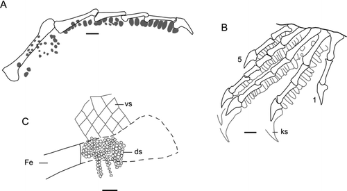 Figure 10 Liushusaurus acanthocaudata gen. et sp. nov., scalation. A, IVPP V14716, pes, fourth digit, drawn from peel, subdigital scales in grey; B, IVPP V14716, manus with outlines of subdigital scales and keratin claw sheathes, drawn from peel; C, IVPP V15507B, detail of femoral region showing size difference between small dorsal and large ventral scales. All scale bars = 1 mm. Abbreviations: ds, dorsal scales; Fe, femur; ks, keratin claw sheath; vs, ventral scales; 1, 5, digit numbers.