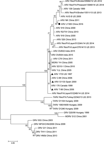 Figure 4. Phylogenetic analysis of amino acid sequences of σB proteins between LY383 and reference ARV strains. LY383 was clustered into the same major branch but distinct sub-branch with commercial vaccine strains.