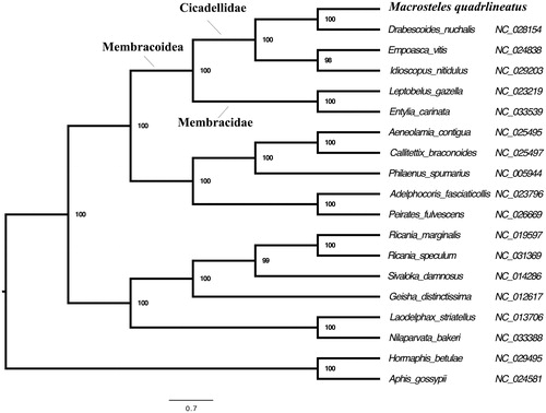 Figure 1. Maximum-likelihood phylogeny of Hemiptera species with fully sequenced mitochondrial genomes. Phylogenetic reconstruction was done from a concatenated matrix of 13 protein-coding mitochondrial genes with RAxML-HPC2 under the GTRCAT model in the CIPRES portal (Miller et al. Citation2010, Stamatakis Citation2006).