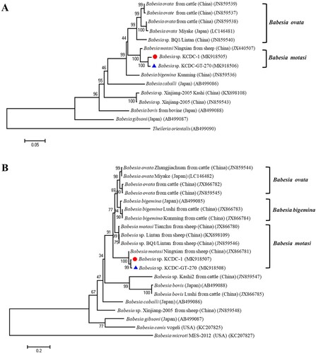 Figure 3. Phylogenetic relationships based on COB (A) and COX3 (B) sequence of Babesia species in a human babesiosis sample and ticks, Babesia sp. KCDC-GT-270 and Babesia sp. KCDC-1, in accordance with the polymerase chain reaction-amplified sequence. The evolutionary history was inferred via the Neighbor-Joining method. The percentage of replicate trees wherein the associated taxa clustered together in the bootstrap test (1000 replicates) are shown next to the branches. Evolutionary analyses were conducted using MEGA6 (Display full size Babesia positive in this study) (Display full size Babesia positives in ticks).