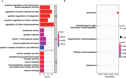 Figure 4 GO and KEGG enrichment results of DEGs. (A) The bar graph showed the top 5 significant items in the BP, CC, and MF fractions based on the P values in the GO analysis. (B) The bubble plot showed the top 5 significant pathways based on the P values in the KEGG enrichment analysis.