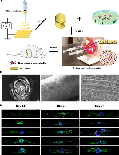 Figure 1 (A) Schematic depiction of the progressive methodology employed in the utilization of the PCL nerve conduit for subsequent in vitro and in vivo investigation. (B) Morphological images of the NGC captured with SEM. The white scale bars indicate 100 μm, and the black scale bar indicates 100 nm. (C). PC-12 cells culture for 14 21 and 28 days with the different treatments. The scale bar indicates 150 μm. Reprinted with permission from Zhou G, Chang W, Zhou X, et al. Nanofibrous nerve conduits with nerve growth factors and bone marrow stromal cells pre-cultured in bioreactors for peripheral nerve regeneration. ACS Appl Mater Interfaces. 2020;12(14):16168–16177. Copyright 2020, American Chemical Society.Citation66