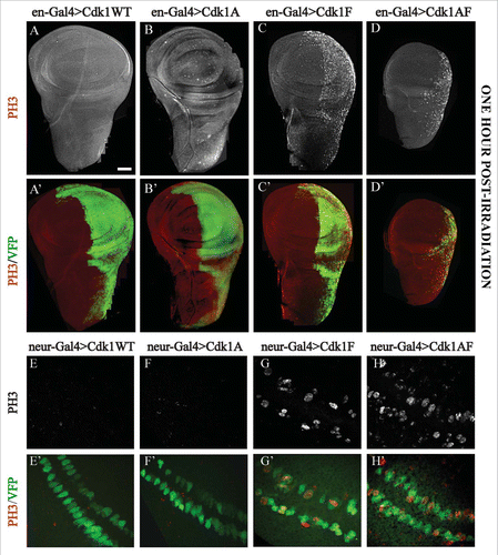 Figure 3. G2/M checkpoint responses assayed in imaginal wing discs expressing Cdk1-VFP transgenes under control of engrailed-Gal4 or neuralized-Gal4. (A–D) Expression of the VFP-tagged Cdk1 transgene (Green) in the posterior compartment of the wing disc, whereas (E–H) show transgene expression in a subset of G2 phase developmentally-arrested sensory organ precursor cells at the presumptive wing margin.Citation52 In panels A to D, DNA damage checkpoint responses were assayed by dissecting wing discs from late third instar larvae 60 min after exposure to 40 Gy of ionizing radiation and labeling them with PH3 antibodies to mark mitotic cells (white in A-D, red in A’–D’). A and A’ and B and B’ showed no PH3-positive cells in either compartment of wing discs expressing Cdk1(WT) or Cdk1(T14A), demonstrating a functional G2/M checkpoint response to DNA damage. In C and C’ and D and D’ however, wing discs expressing Cdk1(Y15F) or Cdk1(T14A,Y15F) showed PH3 labeling specifically in the posterior compartment, indicating defects in the G2/M checkpoint response. In E and F the transgenes were expressed in sensory organ precursor (SOP) cells using neuralized-Gal4 to assay developmentally regulated G2/M checkpoint responses. SOP cells expressing Cdk1(WT)-VFP and Cdk1(T14A) were PH3-negative as expected for G2 phase arrested cells. Cells expressing Cdk1(Y15F)-VFP or Cdk1(T14A,Y15F) appeared as a mixture of smaller, mitotic (PH3-positive) and non-mitotic cells (G and H), indicating that many of the SOP cells were no longer arrested in G2 phase. E’–H’ are controls, showing that each of the VFP-tagged transgenes was expressed in the two rows of SOP cells. © Genetics Society of America. Reproduced with permission from Genetics Society of America. Permission to reuse must be obtained by the copyright holder.39