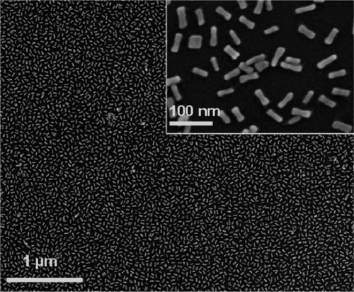 Figure 3 Scanning electron microscopy of films of PEGylated gold nanorods. Copyright © 2008, American Chemical Society. Reproduced with permission from Mayer KM, Lee S, Liao H, et al. A label-free immunoassay based upon localized surface plasmon resonance of gold nanorods. ACS Nano. 2008;2:687–692.