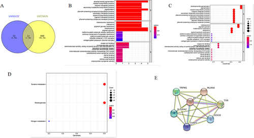 Figure 2 Screening of common targets, functional enrichment, and target interaction analysis. (A) The common targets in the Venn map; (B) BP part for GO enrichment analysis; (C) CC part for GO enrichment analysis; (D) KEGG enrichment analysis; (E) targets interaction analysis.