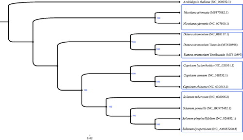 Figure 1. ML phylogenetic tree of D. stramonium with 13 species was constructed by chloroplast sequence. Numbers in the nodes are bootstrap values from 1000 replicates. Arabidopsis thaliana was set as outgroup. NCBI accession of each chloroplast genome is indicated within the parenthesis.