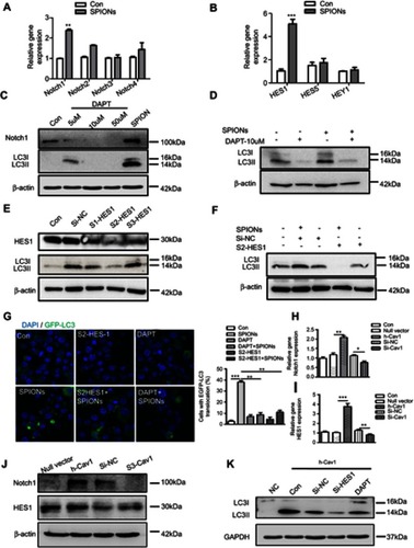 Figure 7 Cav1-mediated autophagy of macrophages is activated via Notch1/HES1 signaling. (A, B) mRNA expression of Notch receptors, HES1, HES5 and HEY1, in RAW 264.7 cells treated with 200 µg/mL SPIONs for 24 h. (C) Expression of Notch1 and LC3II in RAW 264.7 cells treated with DAPT (5 µM, 10 µM and 50 µM) and 200 µg/mL SPIONs for 24 h by immunoblotting. (D) Expression of LC3II in RAW 264.7 cells pre-treated with DAPT (10 µM) for 2 h followed by 200 µg/mL SPIONs stimulation for 24 h by immunoblotting. (E) RAW 264.7 cells were transfected with Si-HES1 for 24 h. The protein levels of HES1 and LC3II were assessed by Western blot. (F) RAW 264.7 cells were pre-treated with Si-HES1 for 24 h and then stimulated with 200 µg/mL SPIONs for 24 h. The protein levels of LC3II were assessed by Western blot. (G) Fluorescent images of RAW 264.7 cells transfected with GFP-LC3 plasmids followed by transfection with Si-HES1or DAPT (10 µM) were stimulated with SPIONs for 24 h. LC3II puncta (green) were observed by confocal microscopy (DAPI, blue). (H, I) mRNA expression of Notch1 and HES1 in RAW 264.7 cells transfected with Si-Cav1 or Cav1 plasmid for 24 h. (J) Expression of Notch1 and HES1 in RAW 264.7 cells transfected with si-Cav1 or Cav1 plasmid for 24 h by immunoblotting. (K) Expression of LC3II in RAW 264.7 cells transfected with Si-HES1or DAPT (10 µM) followed by transfection with Cav1 plasmid for 24 h by immunoblotting. Data with error bars are presented as the mean ± SD. Each panel is a representative experiment of at least three independent biological replicates. *p<0.05, **p<0.01, ***p<0.001 as determined by unpaired Student’s t-test.Abbreviations: SPIONS, superparamagnetic iron oxide nanoparticles; LC3B, light chain 3B; BECN1, Beclin 1; Cav1, Caveolin-1; DAPI, 4ʹ, 6-diamidino-2-phenylindole.