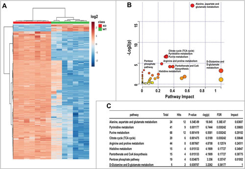 Figure 5. Metabolomics analysis of KRASGCitation12V;Atg5+/+ and KRASGCitation12V;atg5∆/∆ SDC cells. (A) Clustering analysis and Heatmap of metabolites from both KRASGCitation12V;Atg5+/+ and KRASGCitation12V;atg5∆/∆ SDC cells. Seven replicates were included in each group. Data is shown in log2 scale. (B) Overview of pathway analysis. Scatter plot represents p-value and pathway impact from pathway topology analysis of the differentially expressed metabolites from KRASGCitation12V;Atg5+/+ and KRASGCitation12V;atg5∆/∆ SDC cells. The color and size of each node is based on its p-value and pathway impact value, respectively. Pathways with statistical significance (p < 0.05) are shown in red. (C) The numerical details of results from the pathway analysis shown in (B). The cut-off p-value is set at p < 0.05. FDR; false discovery rate