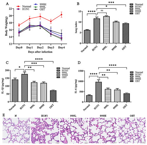 Figure 1. XEGMG demonstrated protective effects against pulmonary injury in IAV-infected mice. The mice were infected intranasally with the influenza virus at the dose of 2 LD50/mouse in 30 μL of the RPMI 1640 medium and administered 2 h after infection at day 0 (n = 6). (A) We monitored changes in the body weight for 5 days. (B) Lung indices of the infected mice were analyzed on day 4 after the H1N1 infection. Lung index = lung weight of mice (mg)/body weight of mice (g) (n = 6). (C, D) The expression of inflammatory cytokines IL-1β and IL-6 were measured by ELISA on day 4 in the lung homogenates of the infected mice (n = 4). (E) Representative histological H&E staining images of the lung on day 4 (Scale bar: 50 μm). Data are presented as the mean ± standard error of the mean (*p < 0.05; **p < 0.01; ***p < 0.001; ****p < 0.0001 when compared with the H1N1 group). H1N1, infected with A/FM/1/47(H1N1); LD50, median lethal dose; N, mock-infected control group; 999 L, the infected mice were treated with 6 g/kg XEGMG intragastrically; 999H, treated with 12 g/kg XEGMG intragastrically; OST, treated with 22.75 mg/kg oseltamivir intragastrically; IL, interleukin; H&E staining, Hematoxylin–Eosin staining.