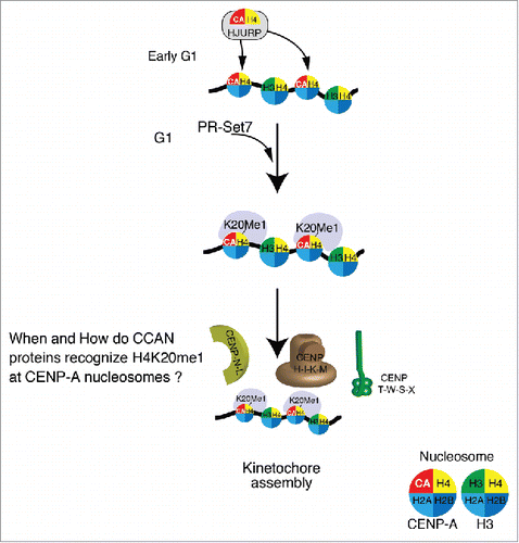 Figure 2. Schematic model for the functional role of H4K20me1 in centrochromatin. The CENP-A-H4 complex is associated with the CENP-A chaperone HJURP, and has been shown to be incorporated into centromeres during early G1 phase of the cell cycle. Given that H4 subunits in CENP-A nucleosomes have been found to be consistently methylated at K20, it is likely that this modification occurs just after CENP-A incorporation by PR-Set7. This would allow various Constitutive-Centromere-Associated-Network (CCAN) proteins to recognize H4K20me1 in centrochromatin, and thereby assemble kinetochores. It is vital that future research elucidates the timing and mechanisms by which CCAN proteins mediate kinetochore assembly.
