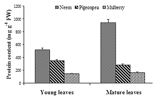 Figure 2. Changes in protein content in young and mature leaves of neem, pigeonpea and mulberry.