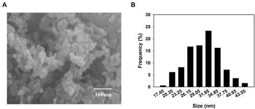 Figure 1 Characterization of ZnO NPs. (A) SEM image and (B) the size distribution of ZnO NPs.