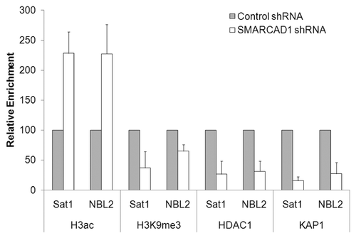 Figure 2 SMARCAD1 knockdown (KD) affects histone modifications and protein occupancy at pericentric repeats. Chromatin immunoprecipitation of H3ac, H3K9me3, HDAC1 and KAP1 at satellite repeats from SMARCAD1 KD and control HeLa cells. %IP from KD cells is shown relative to %IP from control cells which is normalized to 100. Error bars denote standard deviation from 3 independent experiments. Primers: Sat1 (this study) forward 5′-TTG AAG GTA TAT TCA TAC TGG CC-3′ reverse 5′-TTC AAA GGT ACT CTG CTT GGT ACA-3′ NBL2Citation30 forward 5′-TCC CAC AGC AGT TGG TGT TA-3′ reverse 5′-TTG GCA GAA ACC TCT TTG CT-3′.