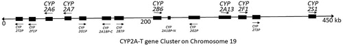 Figure 4. An overview of the CYP2A-T gene cluster on human chromosome 19. Arrows and blocks represent the position, relative length and direction of transcription for each locus (adapted from Hoffman et al. Citation2001), ‘‘P’’ at the end of a gene name indicates a pseudogene.