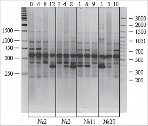 Figure 4. RAPD analysis of DNA isolated from different human cell cultures at different passages: variations observed for the P447 primer. A 100 bp Ladder+ and a 1 kb Ladder (Fermentas) were used as molecular weight markers. Culture nos. 2 and 3, adipose cells; nos. 11 and 20, skin fibroblasts; lanes 1–12, different passages.