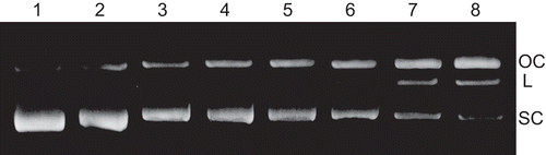 Figure 3.  Agarose gel (1%) of pUC19 (100 µg/mL) incubated for 2 h at 37°C in TE buffer (pH 8) with increasing concentrations of the [RuII(4-bptpy)(dmphen)Cl]ClO4. Lane 1, DNA control; lane 2, RuCl3 (100 µM); lanes 3–8, [RuII(4-bptpy)(dmphen)Cl]ClO4 complex: 25, 75, 125, 200, 300 and 400 µM, respectively.