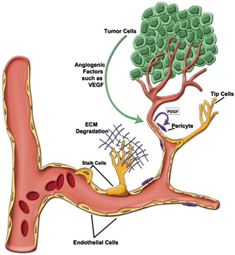 Figure 3. Angiogenic sprouting. VEGF, vascular endothelial growth factor, ECM, extracellular matrix; PDGF, platelet-derived growth factor. Reprinted with permission from Oklu et al.34