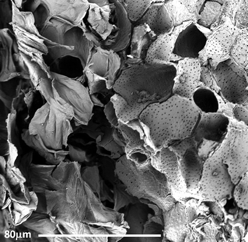 FIGURE 7 SEM detail of almond after TGA thermal treatment (reaching the maximum temperature of 350°C).