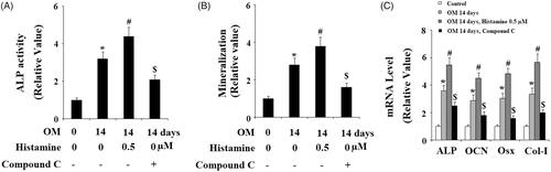 Figure 8. The effects of H1R activation by Histamine on the differentiation and mineralization of MC3T3-E1 cells were suppressed by the specific AMPK inhibitor compound C. MC3T3-E1 cells were maintained in osteogenic medium in the absence or presence of Histamine (0.5 μM) or compound C for 14 days. (A) ALP activity; (B) Quantification of Alizarin Red S staining; (C) Gene expression of ALP, OCN, Osx, and Col-I (*, #, $, P < .01 vs. previous column group).