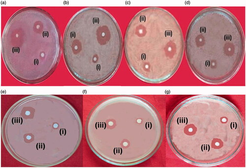 Figure 7. Antimicrobial activity of the IH-AgNPs against bacterial species (a) S. aureus, (b) B. subtilis, (c) P. aeruginosa (d) E. coli and fungal species (e) C. albicans, (f) C. nonalbicans and (g) C. tropicalis; (i) Inhibition zones observed by aqueous leaf extract of I. hirsuta, (ii) Inhibition zones observed by biosynthesized IH-AgNPs and (iii) Inhibition zones by standard drug.