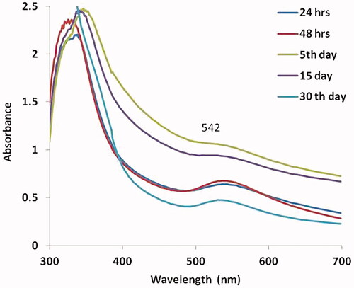 Figure 1. UV-visible spectrum absorption pattern of AuNPs synthesized from MT.