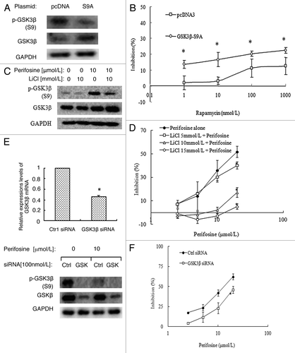 Figure 4. Inactivation of GSK3β by LiCl (A, B) or knockdown of GSK3β expression by siRNA (C, D) in A549-RR cells reversed perifosine’s growth inhibitory effects. (A) A549-RR cells were transfected with the HA GSK3 β S9A pcDNA plasmid or control pcDNA plasmid in 6-well plates for 24h and then reseeded to 96-well plates or 6-well plates. Cells in 6-well plates were cultured for another 24h and subjected for western blot analysis. (B) cells in 96-well plates were added with different concentrations of rapamycin as indicated on the same day for 3 d and then subjected for SRB assay. Points, means of four replicate determinations; bars, SD *p < 0.05 vs control pcDNA. (C) A549-RR cells were treated with 10 µmol/L perifosine alone, 10 mmol/L LiCl alone, and perifosine plus LiCl for 24 h, and then subjected for western blot analysis. (D) A549-RR cells were treated with different concentrations of perifosine without or with 5, 10, or 15 mmol/L LiCl for 3 d and subjected for SRB assay. Points, means of four replicate determinations; bars, SD; *p < 0.05 vs perifosine alone. E, A549-RR cells were transfected with GSK3β siRNA or control siRNA in 6-well plates for 24 h and then reseeded to 6-well plates or 96-well plates. Cells in 6-well plates were treated with or without perifosine for another 24h, and then subjected for qRT-PCR assay and western blot analysis. Columns, means of three replicate determinations; bars, SD *p < 0.05 vs control siNRA. F, cells in 96-well plates were added with different concentrations of perifosine on the second day as indicated for 3 d and then subjected for SRB assay. Points, means of four replicate determinations; bars, SD *p < 0.05 vs control siNRA.
