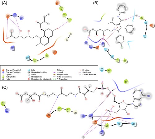 Figure 3. 2D-Schematic representation of pravastatin, atorvastatin and HMG-CoA with the target protein HMG-R. (A) 2D interaction representation of pravastatin with the active pocket of HMG-R. (B) Representation of atorvastatin with HMG-R (C) HMG-CoA interaction with HMG-R in the binding site is visualized through the 2D structure.