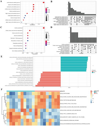 Figure 2 Functional enrichment analysis of the 186 differentially expressed genes and KEGG pathway analysis between low expression and high expression PFN1 groups. (A and B) The results of Go function analysis. (C and D) The results of KEGG enrichment analysis. (E) Patients with high PFN1 expression exhibited significant enrichments of nicotinate and nicotinamide metabolism, the pentose phosphate pathway, proteasome, aminoacyl tRNA biosynthesis in GSEA enrichment analyses. Furthermore, high PFN1 expression was negatively associated with glycosaminoglycan biosynthesis, heparin sulfate, neuroactive ligand receptor interactions, Hedgehog signaling pathway, and dilated cardiomyopathy. (F) Based on KEGG analyses, patients with high PFN1 expression exhibited significant enrichments of the citrate cycle (TCA cycle), valine, leucine, and isoleucine biosynthesis, and valine, leucine, and isoleucine degradation in GSVA enrichment analysis.