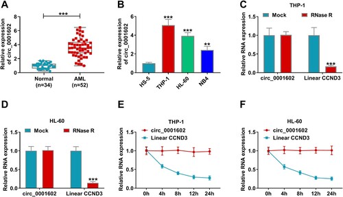 Figure 1. Circ_0001602 level was elevated in AML tissues and cells. (A) The expression of circ_0001602 in the bone marrow samples from AML patients (AML; n = 52) and normal subjects (Normal; n = 34) was tested by qRT-PCR. (B) Circ_0001602 abundance was detected in AML cell lines (THP-1, HL-60, and NB4) and normal HS-5 cell line by qRT-PCR. (C and D) The stability of circ_0001602 and linear CCND3 was tested by RNase R assay. (E and F) QRT-PCR assay was performed to examine the levels of circ_0001602 and linear CCND3 mRNA in THP-1 and HL-60 cells at indicated time points after Actinomycin D treatment. **P < 0.01, ***P < 0.001.