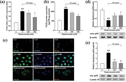 Figure 2. Effects of madecassoside on TLR2 and the nuclear translocation of NF-κB in P. acnes-stimulated THP-1 cells. (a) The mRNA expression of TLR2 was measured by qRT-PCR. (b) The protein expression of TLR2 was measured by ELISA. The translocation of NF-κB was detected by immunofluorescence (c) and western blot (d, e). The control group was incubated without madecassoside and bacteria. Each value represents the mean ± SD of triplicate experiments. (##) P < 0.01 compared with control group; (*) P < 0.05 and (**) P < 0.01compared with only P. acnes stimulated group.