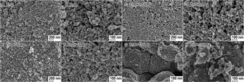 Figure 2 SEM photographs of ZnO+x·Ag with varying silver content: (A) and (B) 0%Ag; (C) and (D) 0.1%Ag; (E) and (F) 1%Ag; (G) and (H) 10%Ag.Abbreviations: SEM, scanning electron microscope; ZnO, zinc oxide; Ag, silver.