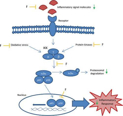 Figure 6. Effects of flavonoids on the NFκB pathway. Inhibitory effects (—|) of flavonoids (F) on different processes in the canonical NF-κB pathway, leading to a decreased inflammatory response. IKK = IκB kinase, IκBα = NF-κB inhibitor-α, p65 = NF-κB complex subunit p65, p50 = NF-κB complex subunit p50.