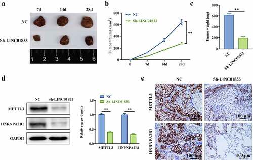 Figure 5. Inhibition of LINC01833 alleviated tumorigenesis. (a) LINC01833 expression was reduced in sh-LINC01833 group compared with NC group; (b-c) The tumor size and weight were reduced under LINC01833 knockdown; (d-e) The expression levels of METTL3 and HNRNPA2B1 were detected by Western blot and IHC in tumor tissues. Data were presented as a mean ± SD. Each group has 5 mice. There are 3 technical repeats. **, P < 0.01.