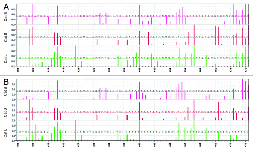 Figure 5. Predicted cleavage sites for cathepsin B, cathepsin S and cathepsin L between amino acid positions 400–475. (A) JL-5, (B) Iowa-06. X axis shows the amino acid positions from 400–475. Y axis shows the predicted probability of cleavage by one of three different endosomal cathepsins, top to bottom cathespin B (pink), cathepsin S (red) and cathepsin L (green). The bar indicates a cleavage on the C-terminal side of the amino acid at that position. Only probabilities >0.2 are shown. The dotted lines indicate probability of 0.5.