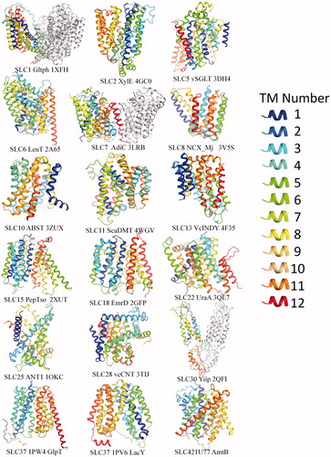 Figure 1. Representative available structures from different SLC families. Structures are downloaded from PDB (www.pdb.org) and presented using PyMOL (www.pymol.org). The helices were colored using rainbow from N to C terminal, with hues from blue through cyan closer to N terminal, while red through yellow closer to C terminal. Therefore, The TM regions are traceable in each structure by following the colors. Specifically, in MFS fold family members (e.g. LacY, GlpT, XylE, PepTso and EmrD), cool colors and warm colors are falls into two bundles, meaning that N and C terminal are separated into two bundles. This Figure is reproduced in color in Molecular Membrane Biology online.