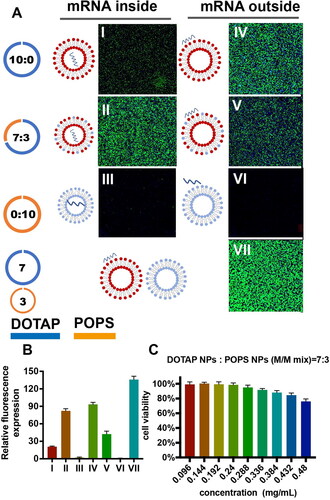 Figure 3. (A) EGFP (green) expression in murine Neuro-2a cells treated with liposomes containing EGFP mRNA with different structures. (B) Relative fluorescence expression (fluorescence Intensity/hole area) of the cells in each group (n = 3). (C) Cell viability of Neuro-2a cells after treatment with liposomes with different structures.