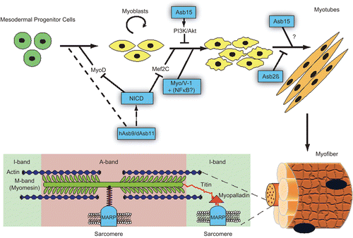 Figure 3.  Summary of the ankyrin repeat proteins in muscle biology, from specification and differentiation of muscle precursors (hAsb9/dAsb11, NICD, Asb15, Myo/V-1+NFΚB?, Asb2β) to the structures of the muscle fibers (MARPs).