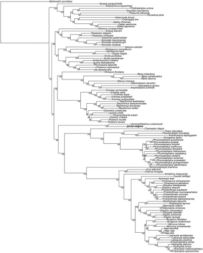 Figure 1. Maximum-likelihood phylogeny of Squamata inferred with a GTR + G model from all available mitochondrial genomes (excluding the control region) in this clade, and including partial mitochondrion for Gymnophtalmus underwoodi. We used Sphenodon punctatus to root the tree. The new mitogenome sequence is represented in bold. The bootstrap values (based on 100 iterations and 100 independent maximum likelihood searches) are indicated for each internal node.