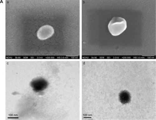 Figure 1 Characteristics of particle morphology (A), drug release kinetics (B), physical stability (C) of LIP carriers and BBB integrity (D), transmigration efficacy across the BBB (E), and cytotoxicity after treatment with LIP carriers (F).Notes: (A) (a) SEM image of CRM-LIP, (b) SEM image of WGA-CRM-CL/LIP, (c) TEM image of CRM-LIP, and (d) TEM image of WGA-CRM-CL/LIP; (B) (Δ) CRM-LIP, (◊) CRM-CL/LIP, (○) WGA-CRM-CL/LIP, and (□) WGA-NGF-CL/LIP; (C) (○) WGA-CRM-CL/LIP and (□) CRM-LIP; (D) a: control, b: free CRM, c: free NGF, d: CRM-CL/LIP, e: NGF-CL/LIP, f: WGA-CRM-CL/LIP, and g: WGA-NGF-CL/LIP, empty column for transendothelial electrical resistance and column with skew lines for permeability for propidium iodide; (E) empty column for CRM, column with skew lines for NGF (#P<0.05); and (F) a: CRM, b: NGF, c: CRM-CL/LIP, d: NGF-CL/LIP, e: WGA-CRM-CL/LIP, and f: WGA-NGF- CL/LIP, empty column for HBMECs and column with skew lines for SK-N-MC cells; n=3.Abbreviations: LIP, liposomes; CRM, curcumin; CL, cardiolipin; WGA, wheat germ agglutinin; TEER, transendothelial electrical resistance; PI, propidium iodide; BBB, blood–brain barrier; SEM, scanning electron microscopic; CL/LIP, CL-conjugated LIP; WGA-CL/LIP, CL-conjugated LIP modified with WGA; CRM-LIP, liposomes loaded with CRM; WGA-CRM-CL/LIP, WGA-grafted and CL-conjugated liposomes loaded with CRM; TEM, transmission electron microscopic; CRM-CL/LIP, CL-conjugated liposomes loaded with CRM; WGA-NGF-CL/LIP, WGA-grafted and CL-conjugated liposomes loaded with CRM; NGF, nerve growth factor; NGF-CL/LIP, CL-conjugated liposomes loaded with NGF; HBMEC, human brain-microvascular endothelial cell.