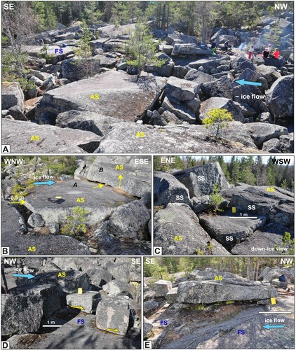 Figure 5. Bodagrottorna roche moutonnée. (A) Overview photo. In the foreground most surfaces are abraded (AS), in background is an exposed fracture plane (FS). (B) Slab-shaped block, with void in up-ice direction. Down-ice the block A has shunted beneath block B, by a form of back-thrusting. (C) Blocks with abraded tops showing vertical relative displacement (0.3–1 m), now presenting blunt stoss-sides (SS); view ∼ down-ice. Minor edge rounding. (D). Centre of roche moutonnée. Exposed fracture plane (FS), with displaced and toppled blocks on top. (E) Slab-shaped block with abraded top, resting on subhorizontal fracture plane (FS), with smaller boulders wedged beneath. Figure © Svensk Kärnbränslehantering AB.