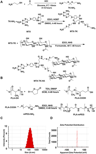 Figure 1 Preparation and characterization of MTX-TK-HA/PLA-mPEG nanoassemblies. Synthesis scheme for (A) ROS-responsive HA-conjugated methotrexate prodrug (MTX-TK-HA) and (B) PLA-mPEG, respectively. (C) Particle size and (D) zeta-potential distribution of MTX-TK-HA/PLA-mPEG nanoassemblies.