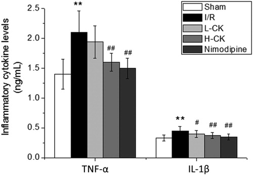Figure 4. Effect of ginsenoside CK on the inflammation of brain tissue of rats. Note: Values are means ± SD (n = 6). Compared with the Sham group, **P < 0.01; compared with the I/R group, # P < 0.05, ##P < 0.01.